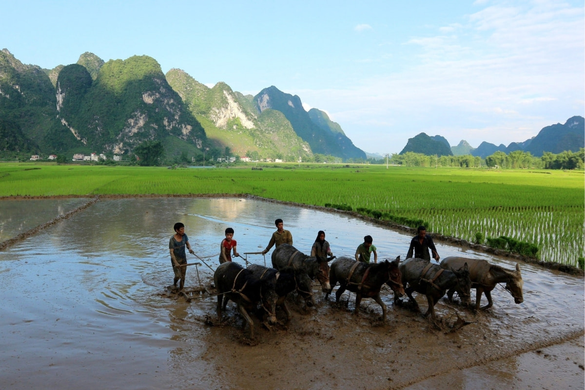 Enjoy the picturesque scenery of Cao Bang