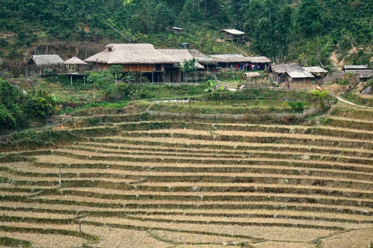 Sapa Cao Lai rice