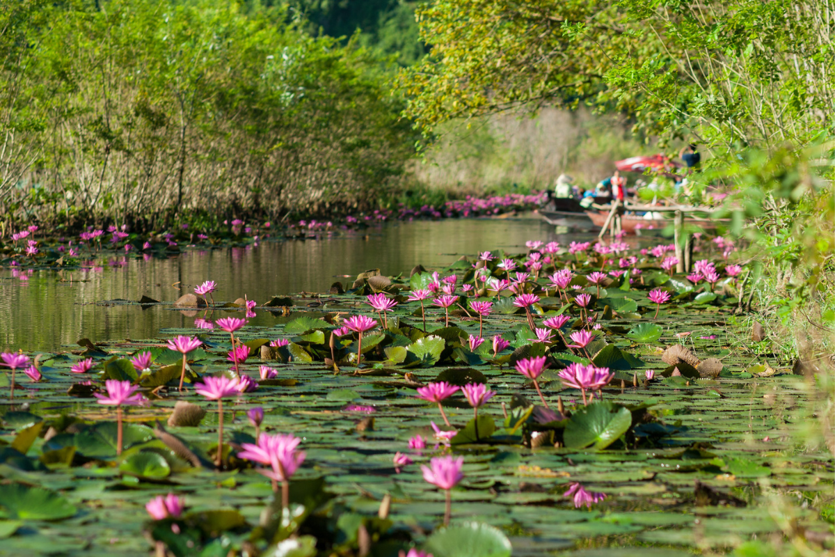 Lys de lotus dans la pagode Huong