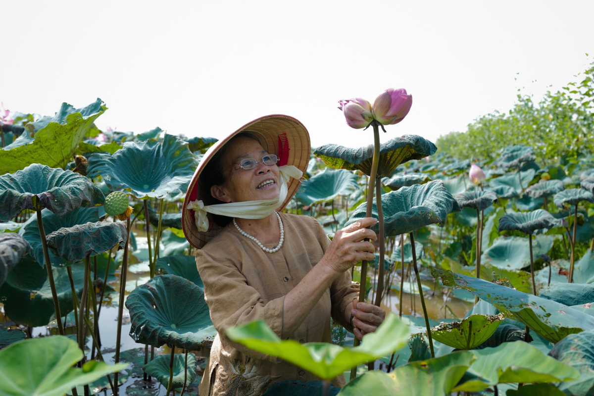 Un artisan de Hanoi tisse de la soie à partir de lotus