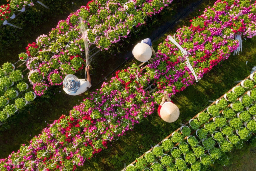 Sa Dec flower village is colorful during Tet holidays