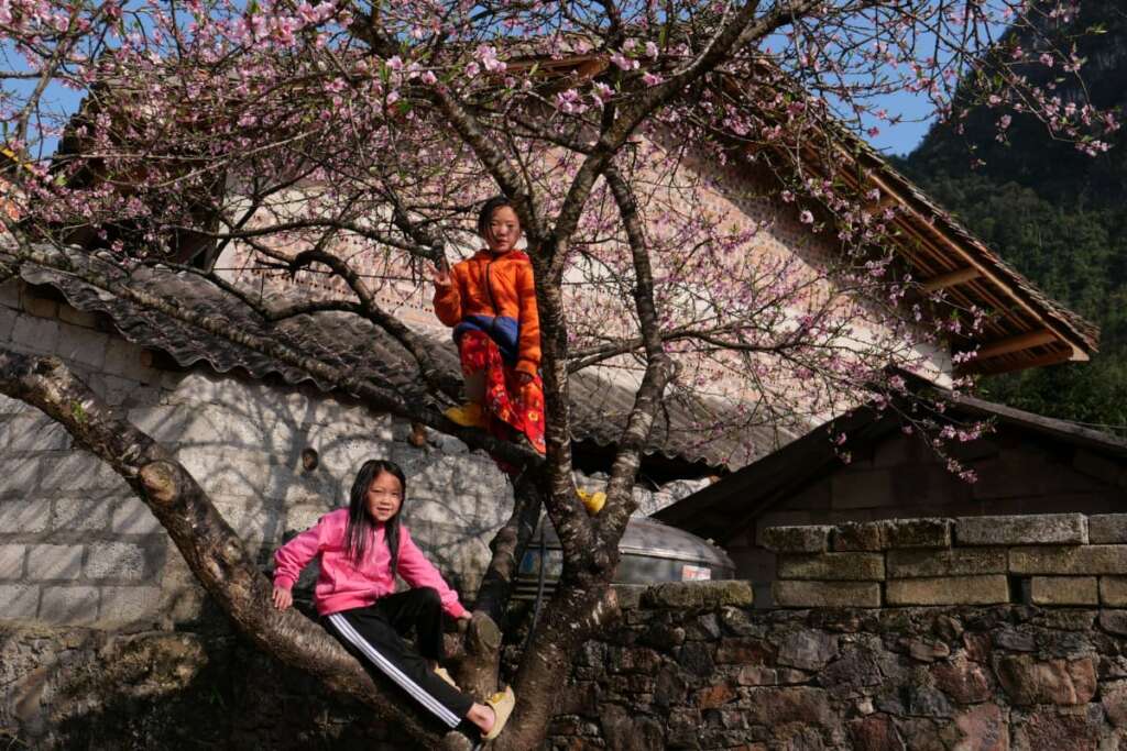 Fleurs de pêcher dans un ancien village de Ha Giang