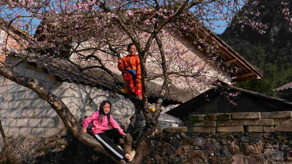 Peach blossoms in ancient villages in Ha Giang