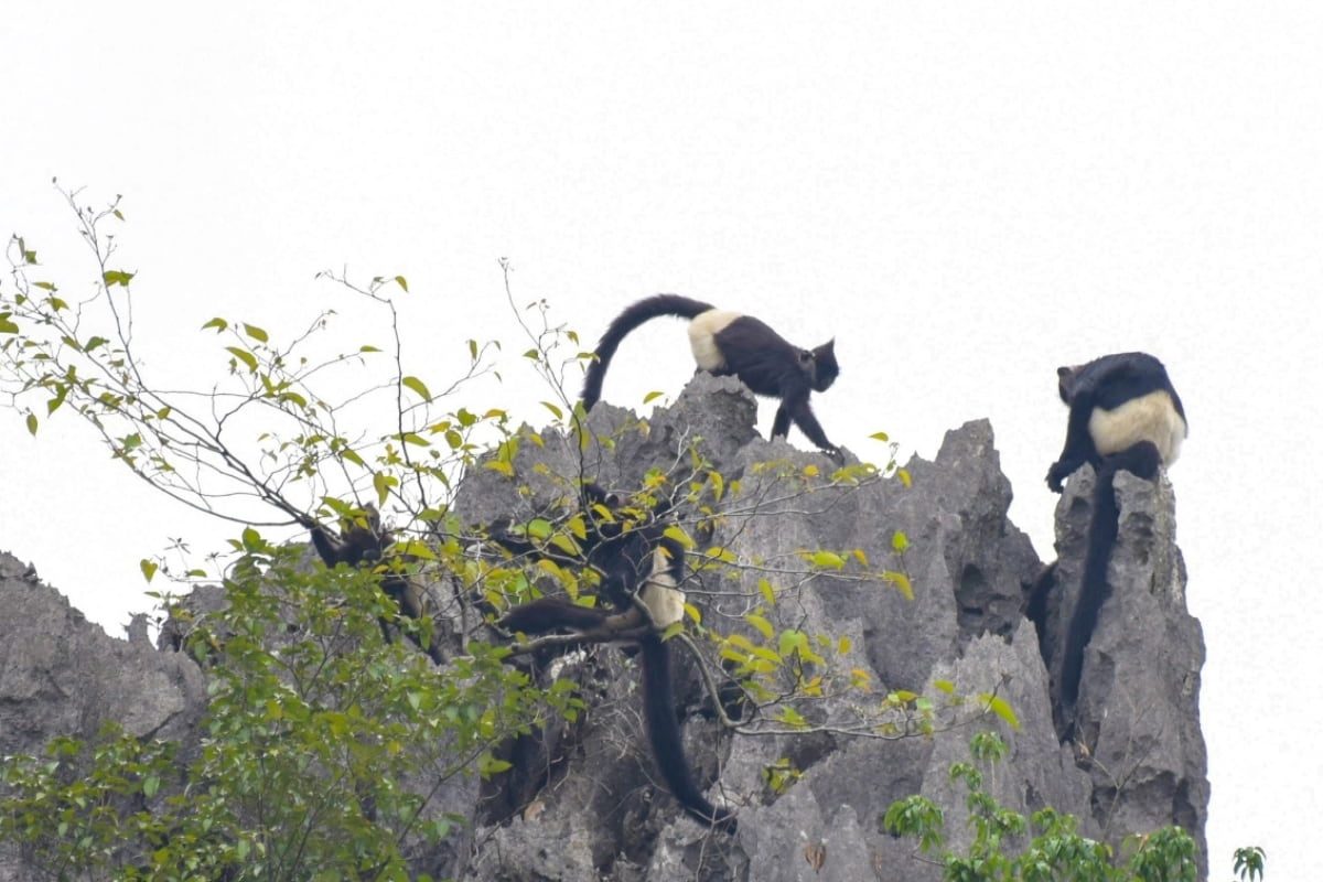 Animal in Van Long Nature Reserve, Ninh Binh