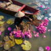 Saison des lotus à Ninh Binh