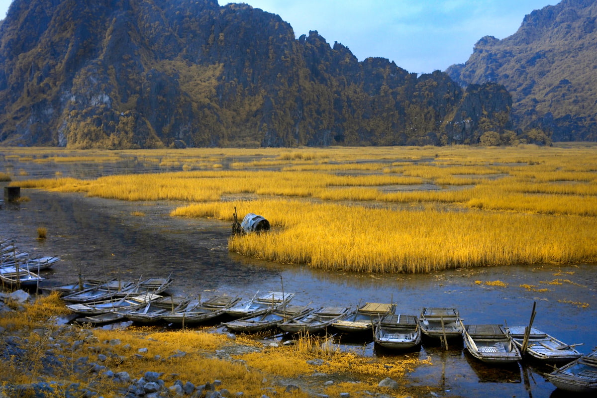 Van Long - Ninh Binh pendant la saison des récoltes