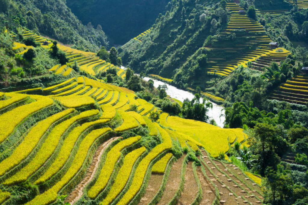 sapa