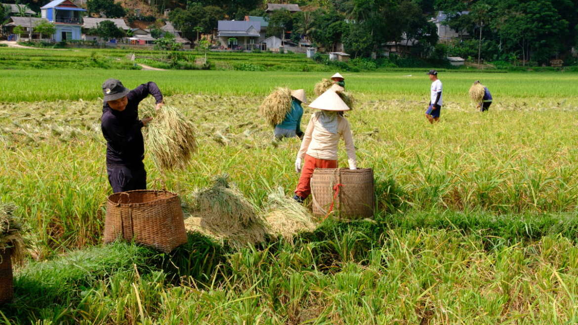 Femmes Thai en costume traditionnel travaillant dans les rizières