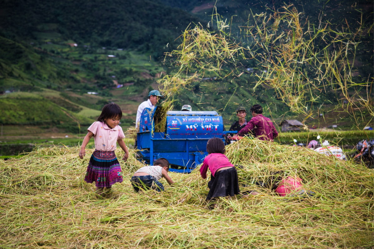 Saison des récoltes dans les rizières en terrasses, Mu Cang Chai
