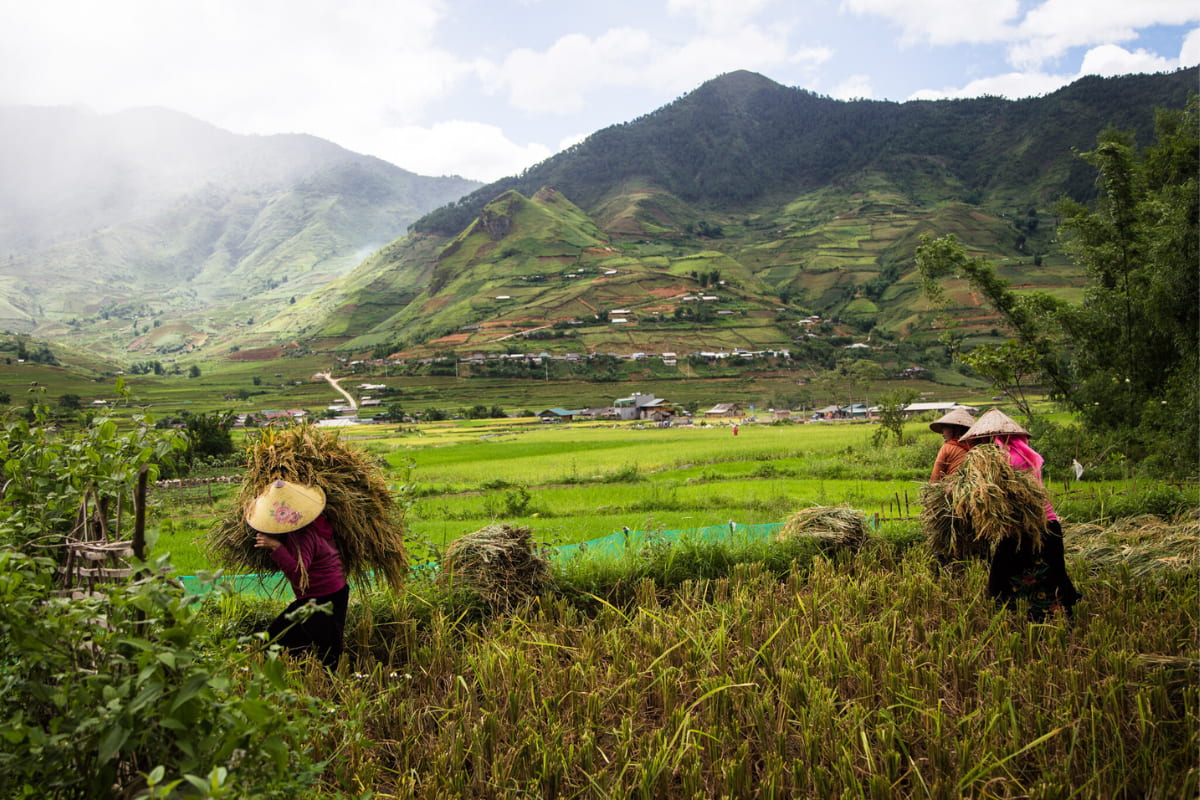 Magnifiques rizières en terrasses à Mu Cang Chai