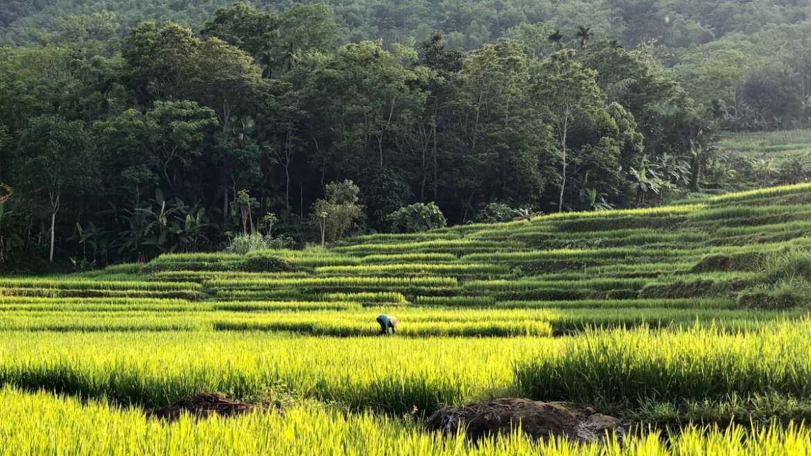 Rizières en terrasses dans la réserve naturelle de Pu Luong