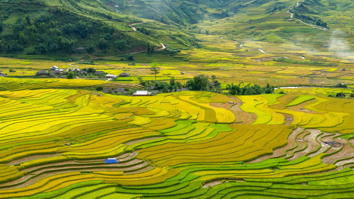 Rizières en terrasses pendant la saison des récoltes - Mu Cang Chai