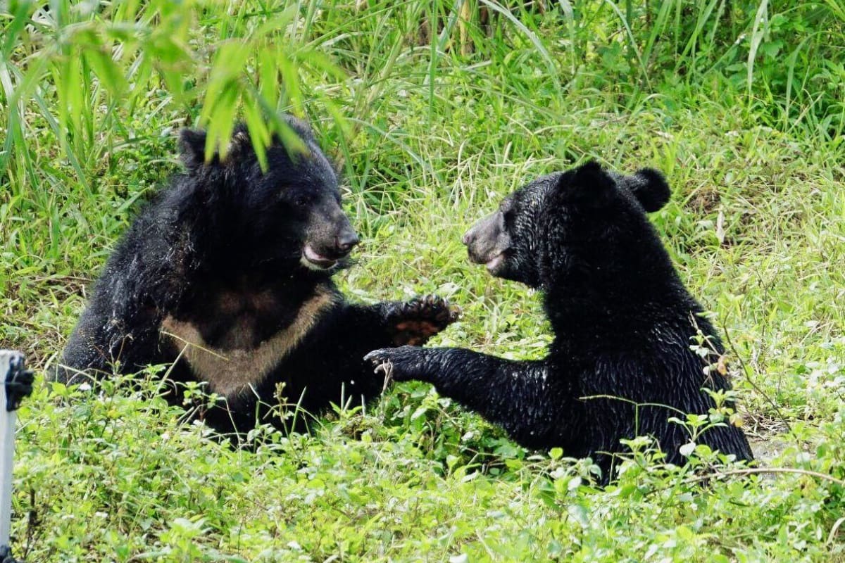 Bear in Bear Sanctuary