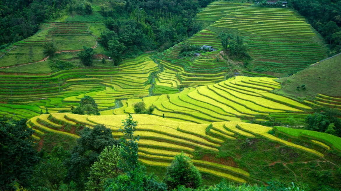 Rizières en terrasses Hoang Su Phi