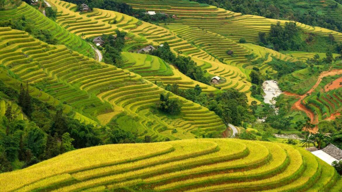 Rizières en terrasses de Hoang Su Phi