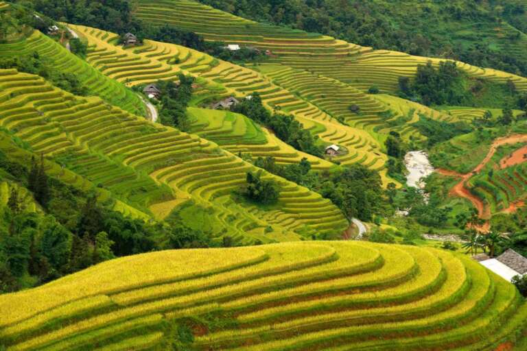 Rizières en terrasses de Hoang Su Phi