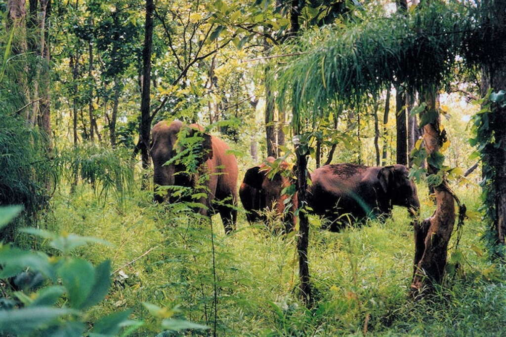 Éléphants dans le parc national Chu Yang Sin à Buon Ma Thuot, hauts plateaux du centre