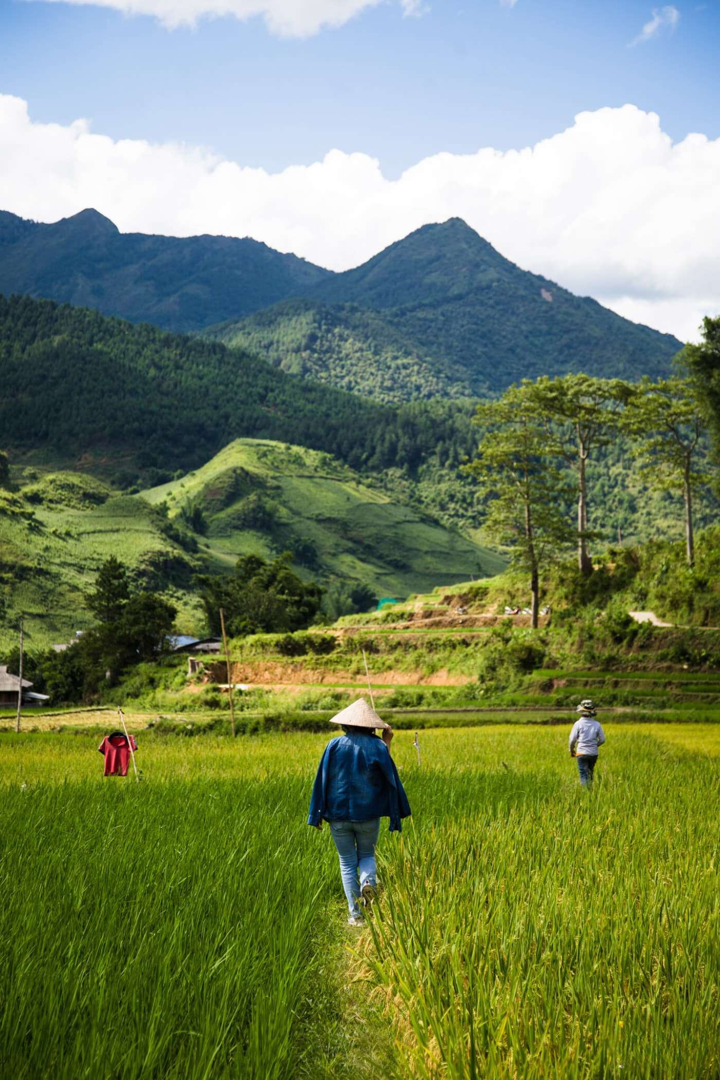 Femme H'mong travaillant dans les rizières en terrasses du Nord-Ouest du Vietnam