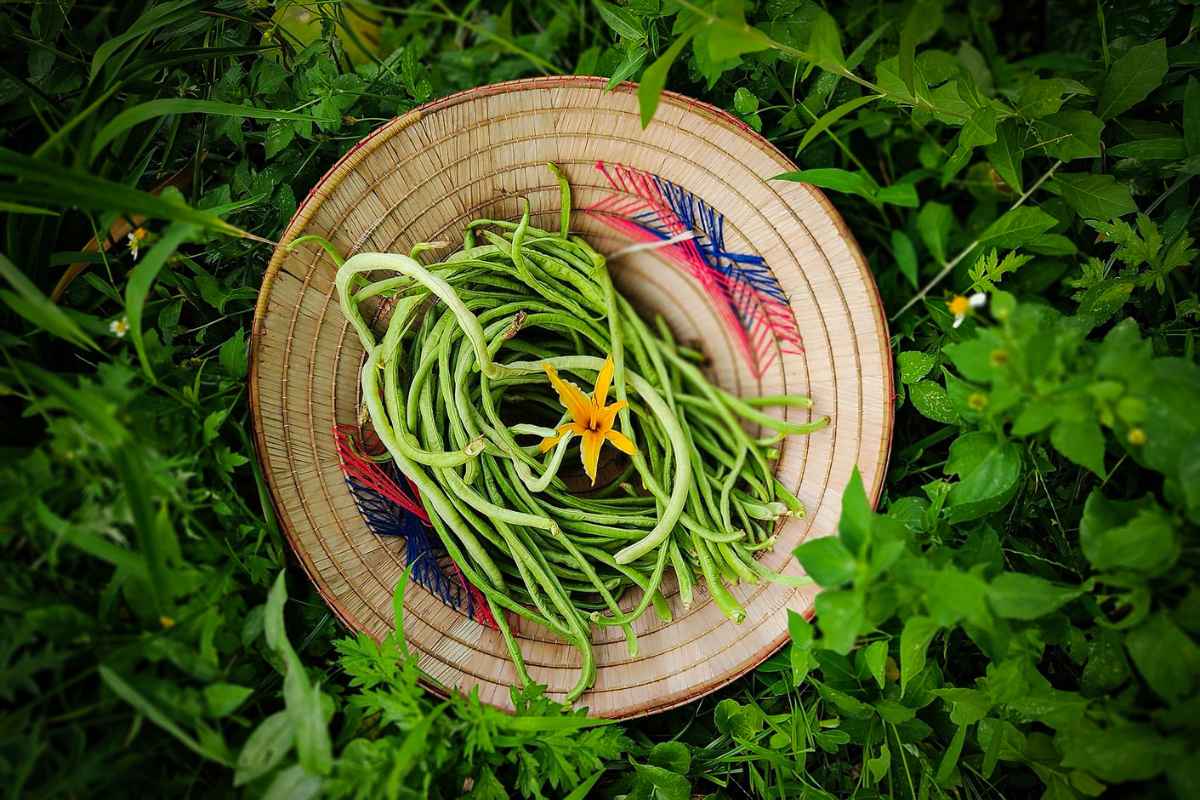 Herbes et épices locales à Hanoi