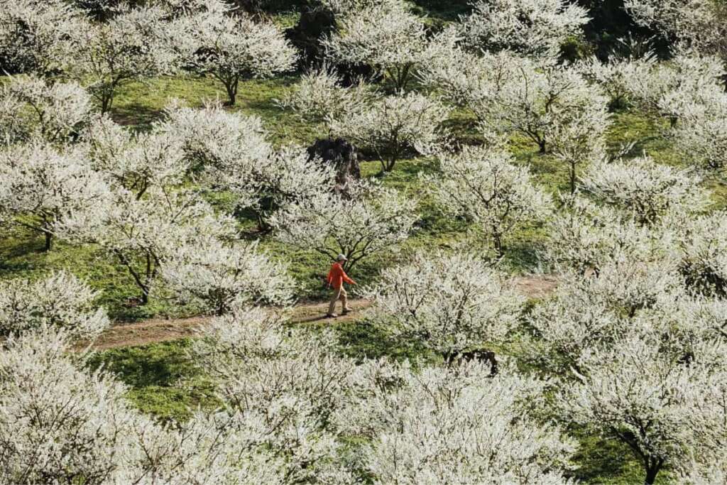 Fleurs de prunier en fleurs à Moc Chau, Son La