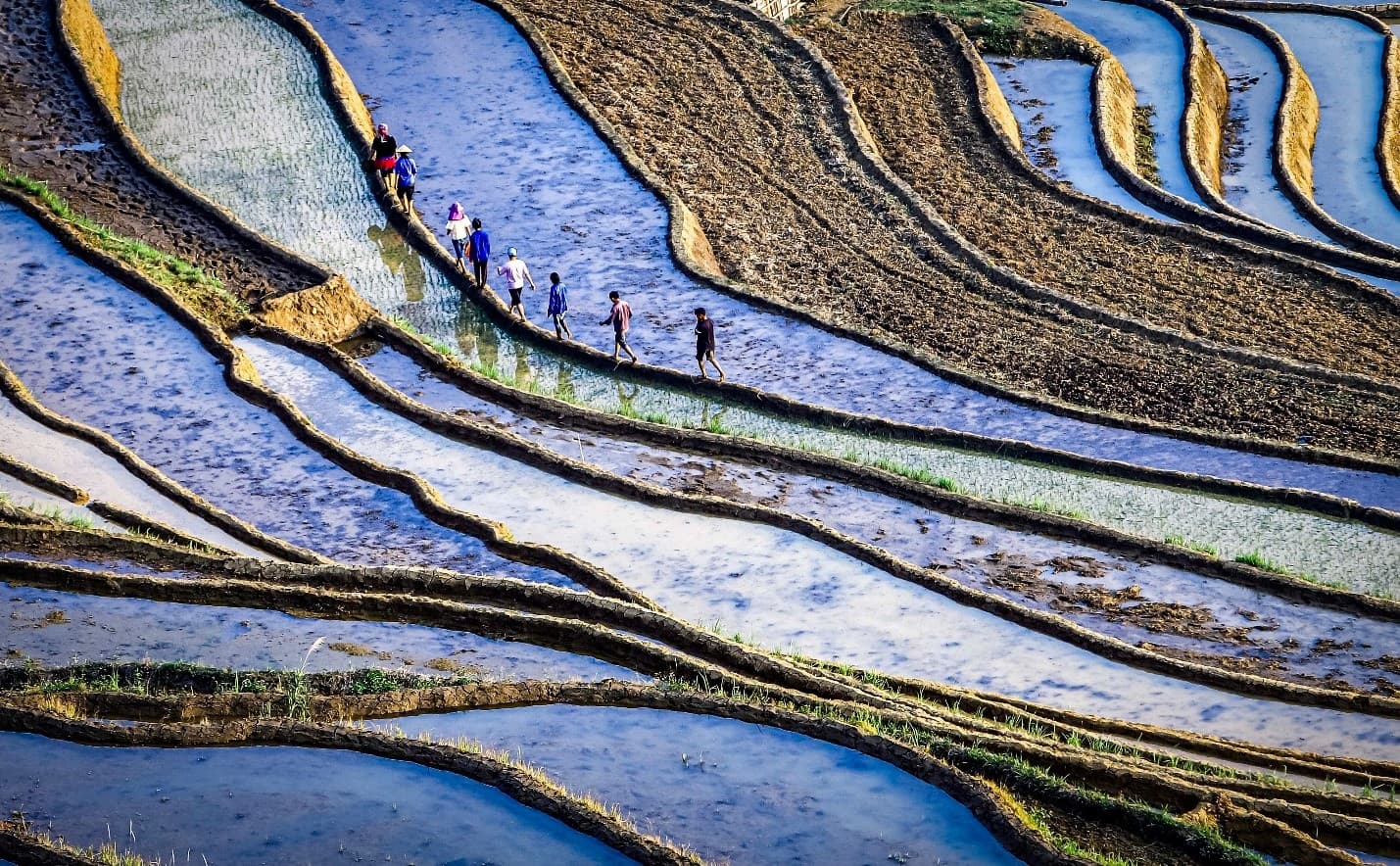 Lai Chau la saison des rizières en eau