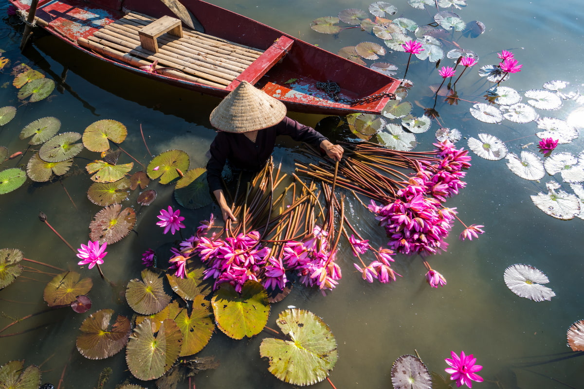 Ninh Binh saison des lotus