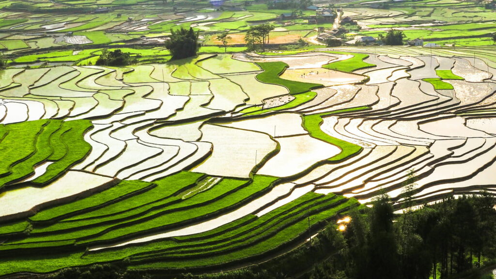 Rizières en terrasses du Vietnam en mai, saison de mise en eau