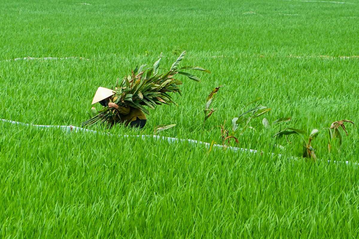 11-Ninh Binh