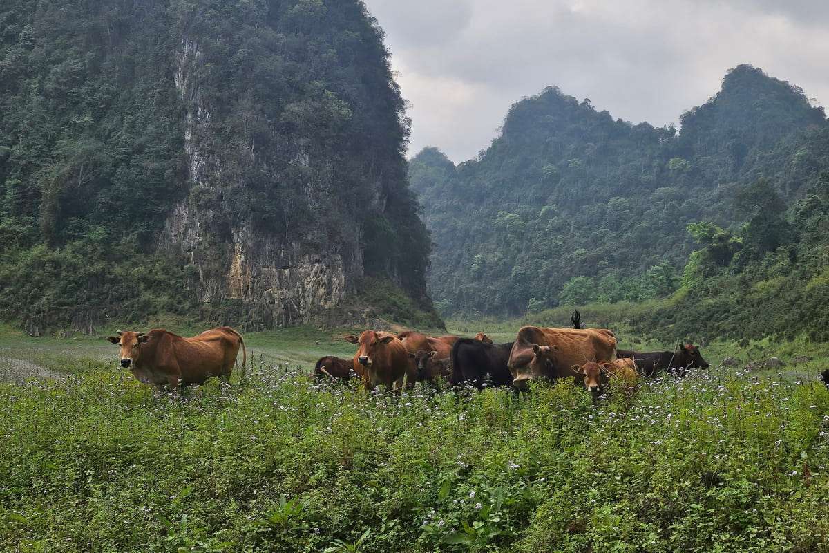 Cao Bang