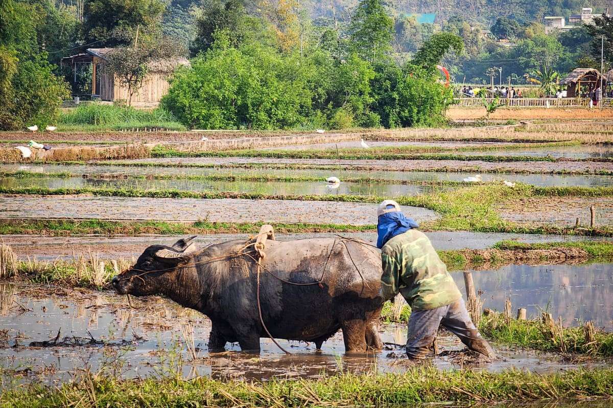 Enjoy the daily life in Mai Chau (2)