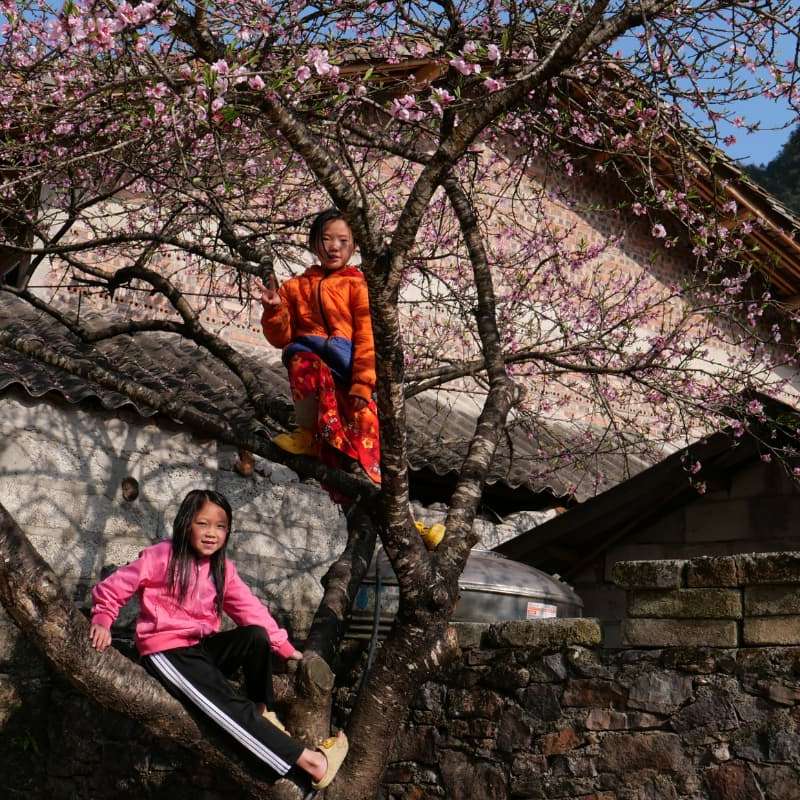 Peach blossom in an ancient village in Ha Giang Fleurs de pêcher dans un ancien village de Ha Giang