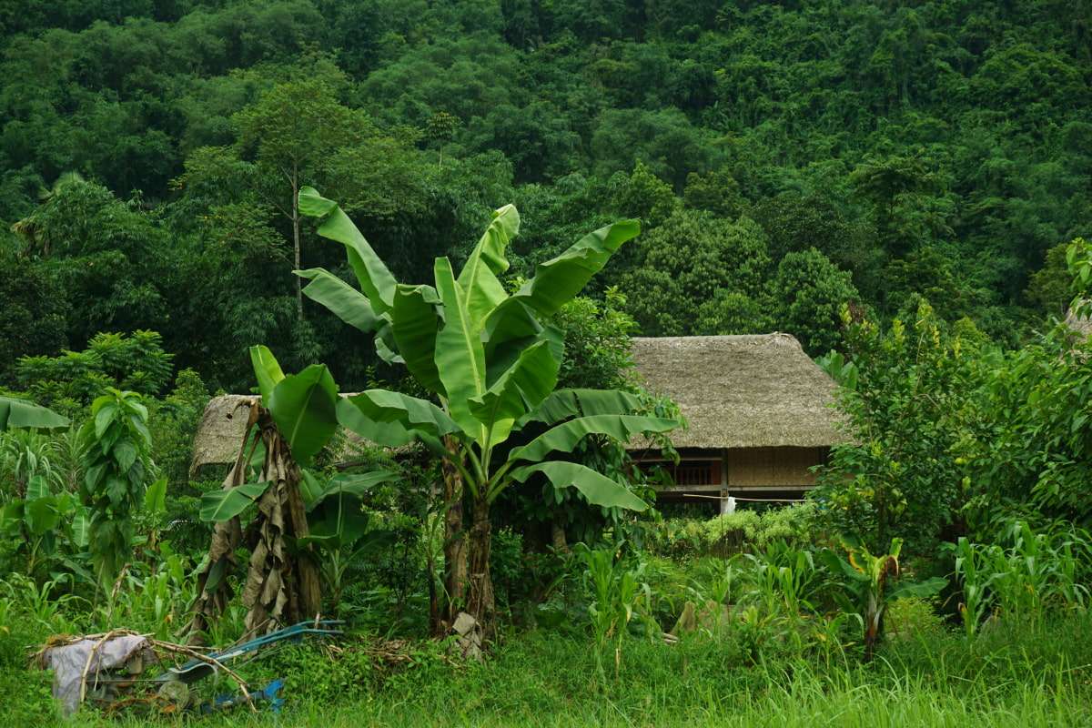 Lam Thuong (6)