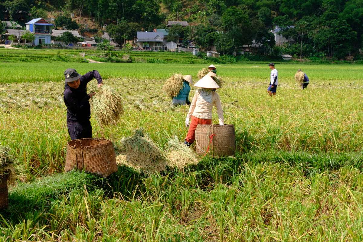 Cycling around the rice fields and enjoy harvest season in Mai Chau