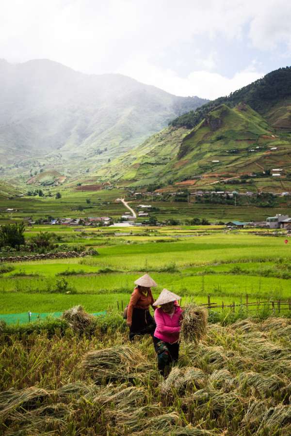 Mu Cang Chai Femme H'mong travaillant dans les rizières en terrasses du Nord-Ouest du Vietnam