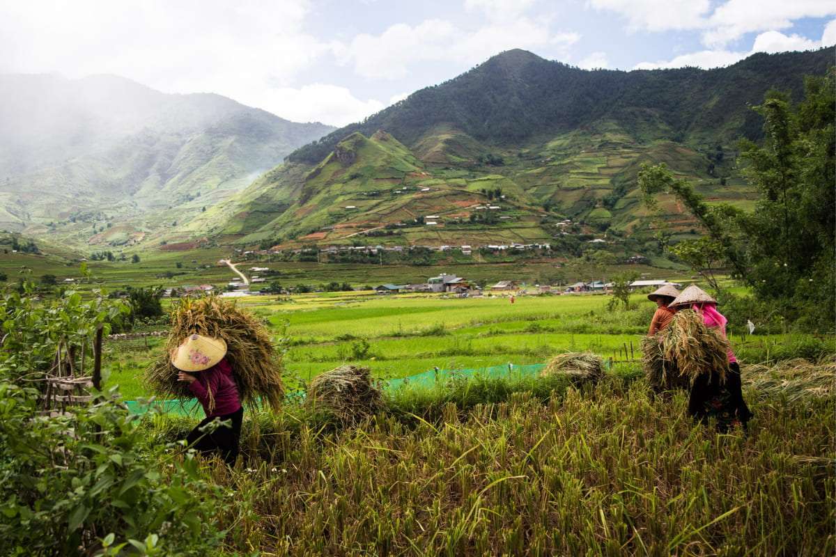 Magnificent rice terraces in Mu Cang Chai