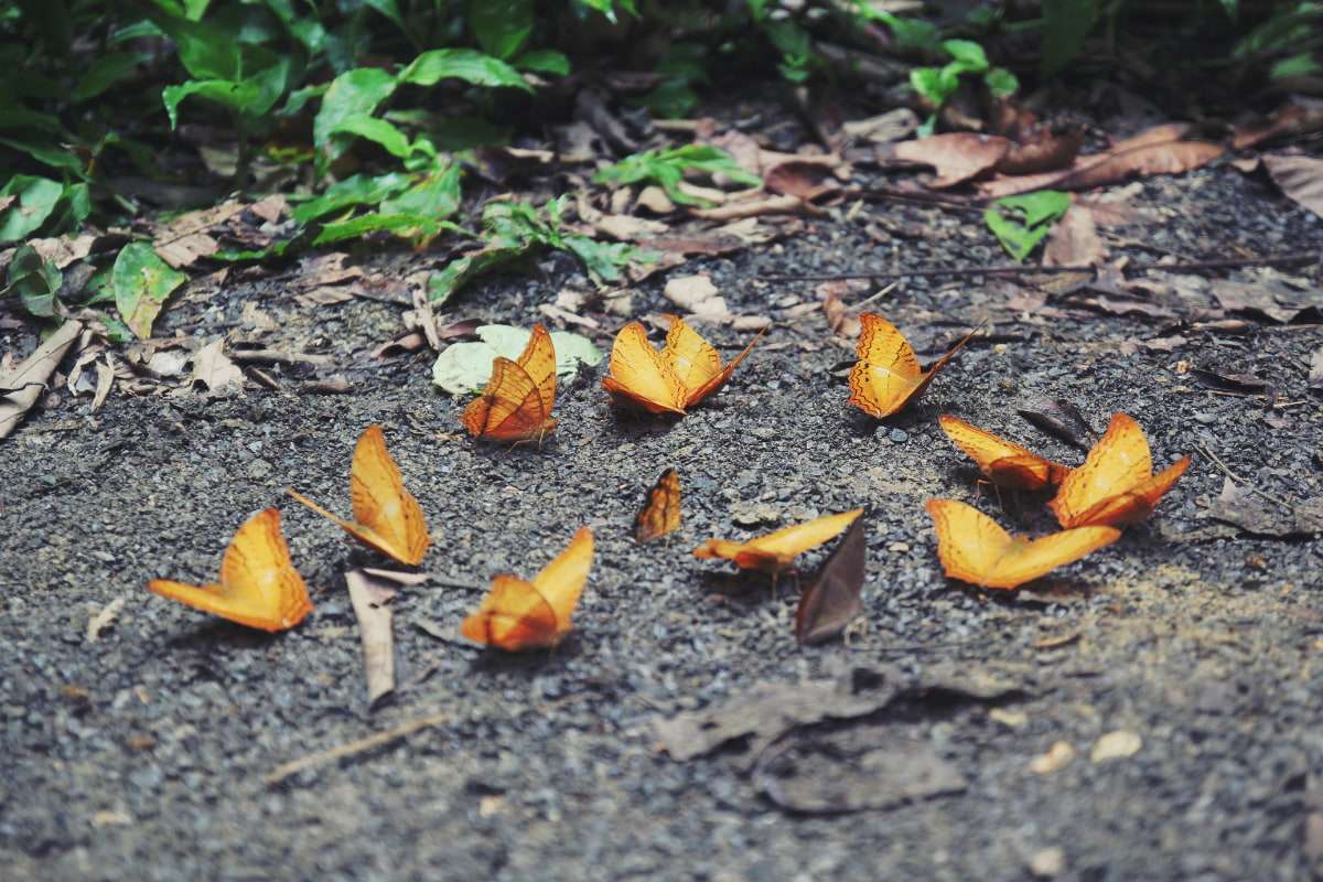 Butterfly in Cuc Phuong Nature Reserve