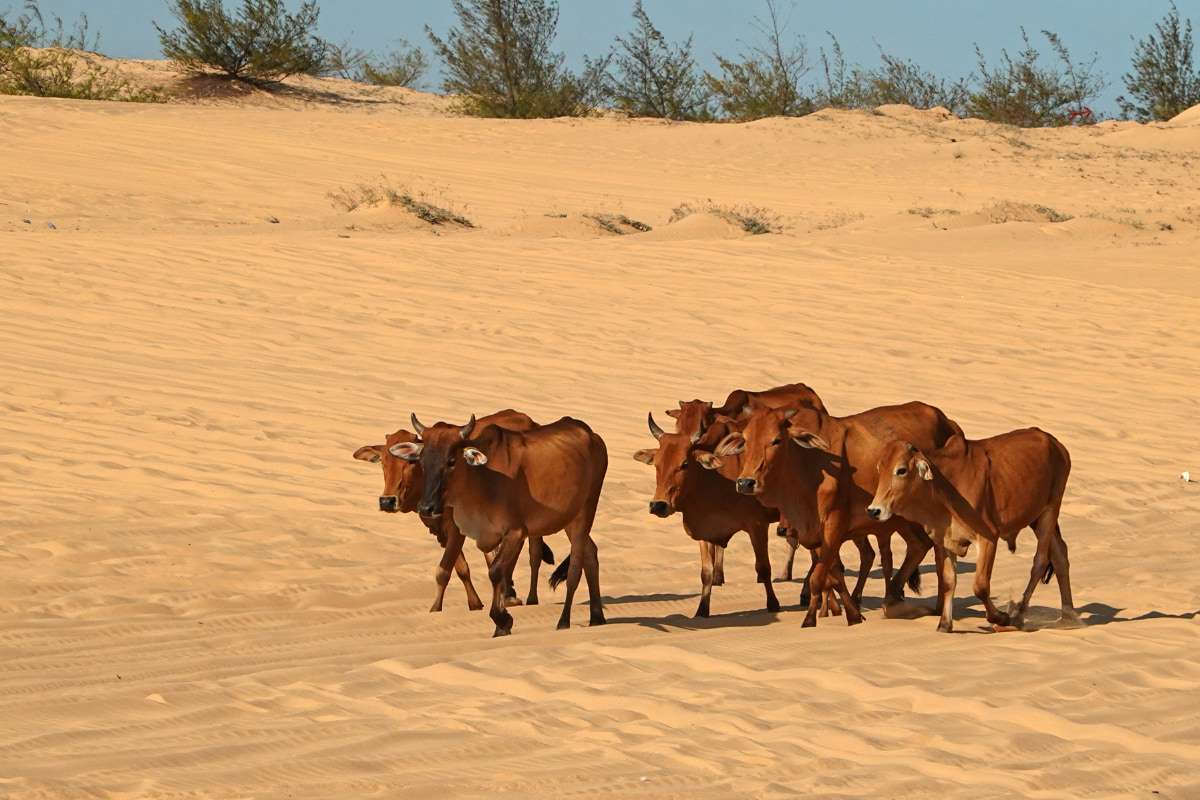 Phan Thiet (14)