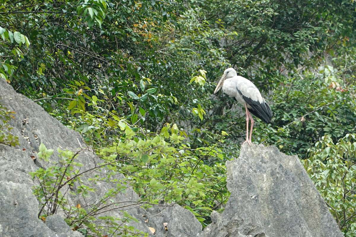 Cò (Anastomus oscitans) in Van Long Nature Reserve